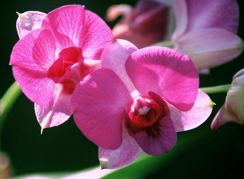 Dendrobium (orchide)